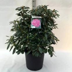 Rhododendron (Rhododendron 'Roseum Elegans') 31 Rhododendron (Rhododendron 'Roseum Elegans') -Tuin Puur Verkoop r. roseum elegans c30