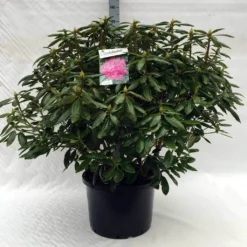 Rhododendron (Rhododendron 'Roseum Elegans') 34 Rhododendron (Rhododendron 'Roseum Elegans') -Tuin Puur Verkoop r. roseum elegans c40