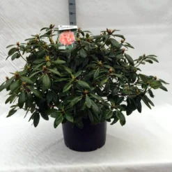 Rhododendron (Rhododendron 'Virginia Richards') 20 Rhododendron (Rhododendron 'Virginia Richards') -Tuin Puur Verkoop r. virginia richards c40