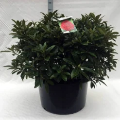 Rhododendron (Rhododendron 'Wilgen's Ruby') -Tuin Puur Verkoop r. wilgens ruby c80