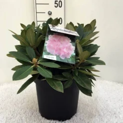 Dwergrhododendron (Rhododendron 'Dreamland') -Tuin Puur Verkoop r. y dreamland c5