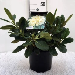 Rhododendron (Rhododendron 'Flava') 7 Rhododendron (Rhododendron 'Flava') -Tuin Puur Verkoop r. y flava c5