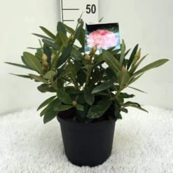 Rhododendron (Rhododendron 'Percy Wiseman') -Tuin Puur Verkoop r. y percy wiseman c5