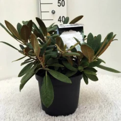 Dwergrhododendron (Rhododendron 'Porzellan') 16 Dwergrhododendron (Rhododendron 'Porzellan') -Tuin Puur Verkoop r. y porzelan c5