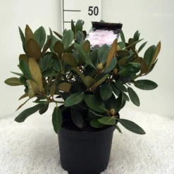 Dwergrhododendron (Rhododendron 'Silberwolke') -Tuin Puur Verkoop r. y silberwolke c5