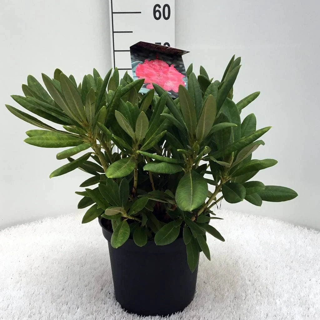 Dwergrhododendron (Rhododendron 'Sweet Sue') 3 Dwergrhododendron (Rhododendron 'Sweet Sue')