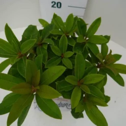 Rhododendron (Rhododendron 'Red Jack') 25 Rhododendron (Rhododendron 'Red Jack') -Tuin Puur Verkoop red jack c2 boven