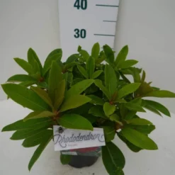 Rhododendron (Rhododendron 'Red Jack') 26 Rhododendron (Rhododendron 'Red Jack') -Tuin Puur Verkoop red jack c2 zij