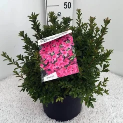 Japanse Azalea (Rhododendron 'Madame Van Hecke') 25 Japanse Azalea (Rhododendron 'Madame Van Hecke') -Tuin Puur Verkoop rh. aj mme van hecke c10