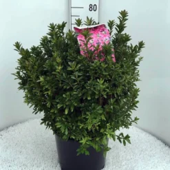 Japanse Azalea (Rhododendron 'Madame Van Hecke') 28 Japanse Azalea (Rhododendron 'Madame Van Hecke') -Tuin Puur Verkoop rh. aj mme van hecke c15