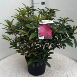 Rhododendron (Rhododendron 'Anah Kruschke') -Tuin Puur Verkoop rh. anah kruschke c10 50 cm