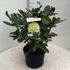 Rhododendron (Rhododendron 'Horizon Monarch') -Tuin Puur Verkoop rh. horizon monarch c10 50 cm