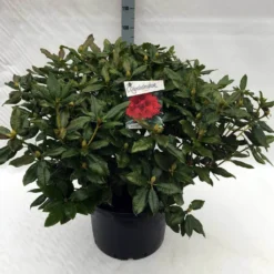 Rhododendron (Rhododendron 'Lord Roberts') 14 Rhododendron (Rhododendron 'Lord Roberts') -Tuin Puur Verkoop rh. lord roberts c40