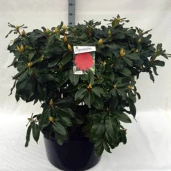 Rhododendron (Rhododendron 'Markeeta's Prize') -Tuin Puur Verkoop rh. markeeta s prize c80