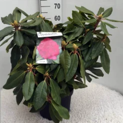 Rhododendron (Rhododendron 'American Beauty') 17 Rhododendron (Rhododendron 'American Beauty') -Tuin Puur Verkoop rh. p. a. beauty c10 50 cm