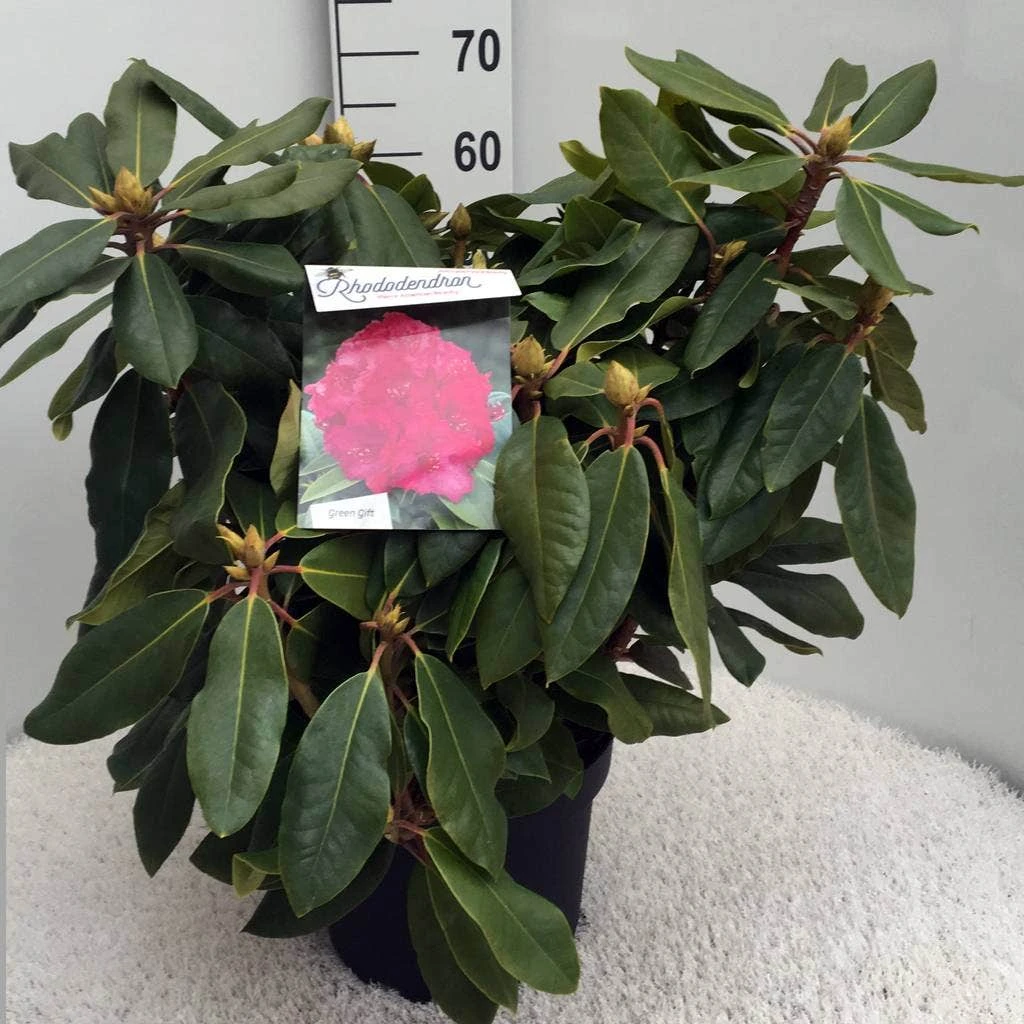 Rhododendron (Rhododendron 'American Beauty') 7 Rhododendron (Rhododendron 'American Beauty') - Afbeelding 5