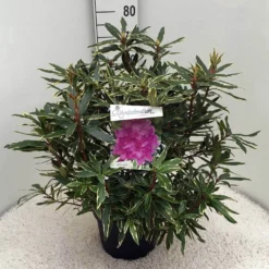 Bosrhododendron (Rhododendron Ponticum 'Variegatum') 24 Bosrhododendron (Rhododendron Ponticum 'Variegatum') -Tuin Puur Verkoop rh. pont. variegatum c10 50 cm