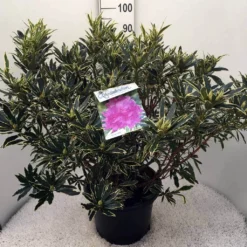 Bosrhododendron (Rhododendron Ponticum 'Variegatum') 27 Bosrhododendron (Rhododendron Ponticum 'Variegatum') -Tuin Puur Verkoop rh. pont. variegatum c20