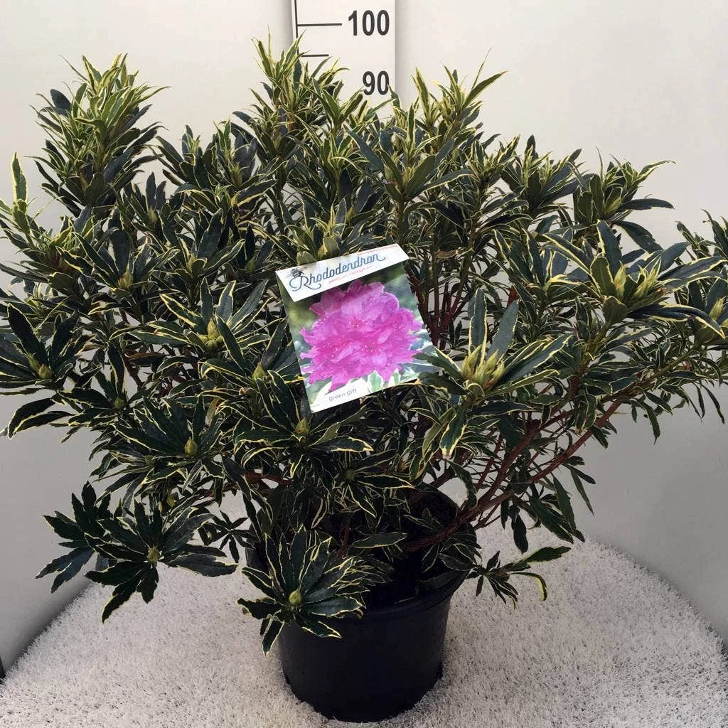 Bosrhododendron (Rhododendron Ponticum 'Variegatum') 13 Bosrhododendron (Rhododendron Ponticum 'Variegatum') - Afbeelding 11