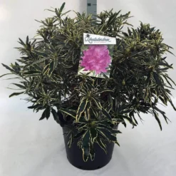 Bosrhododendron (Rhododendron Ponticum 'Variegatum') 30 Bosrhododendron (Rhododendron Ponticum 'Variegatum') -Tuin Puur Verkoop rh. pont. variegatum c30