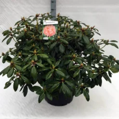 Rhododendron (Rhododendron 'Virginia Richards') 19 Rhododendron (Rhododendron 'Virginia Richards') -Tuin Puur Verkoop rh. virginia richards c40