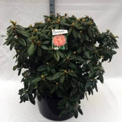 Rhododendron (Rhododendron 'Virginia Richards') 22 Rhododendron (Rhododendron 'Virginia Richards') -Tuin Puur Verkoop rh. virginia richards c80