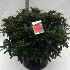 Rhododendron (Rhododendron 'Wilgen's Ruby') -Tuin Puur Verkoop rh. wilgens ruby c80