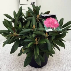 Dwergrhododendron (Rhododendron 'Polaris') 10 Dwergrhododendron (Rhododendron 'Polaris') -Tuin Puur Verkoop rh. y polaris c5