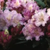 Dwergrhododendron (Rhododendron 'Caroline Allbrook') -Tuin Puur Verkoop rhcallbr 2