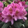 Rhododendron (Rhododendron 'Delta') -Tuin Puur Verkoop rhdelta 2
