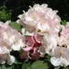 Rhododendron (Rhododendron 'Doc') -Tuin Puur Verkoop rhdoc 2