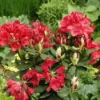 Rhododendron (Rhododendron 'Hachmann's Feuerschein) -Tuin Puur Verkoop rhhfeuer 1