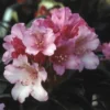 Dwergrhododendron (Rhododendron 'Kalinka') -Tuin Puur Verkoop rhkalink 2