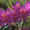 Rhododendron (Rhododendron 'Marcel Menard') -Tuin Puur Verkoop rhmmenar 1