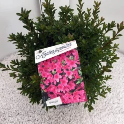 Japanse Azalea (Rhododendron 'Madame Van Hecke') 26 Japanse Azalea (Rhododendron 'Madame Van Hecke') -Tuin Puur Verkoop rho. aj mme van hecke c10