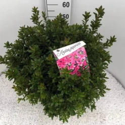 Japanse Azalea (Rhododendron 'Madame Van Hecke') 29 Japanse Azalea (Rhododendron 'Madame Van Hecke') -Tuin Puur Verkoop rho. aj mme van hecke c15