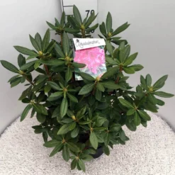 Rhododendron (Rhododendron 'Cosmopolitan') -Tuin Puur Verkoop rho. cosmopolitan c10 50 cm