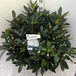 Rhododendron (Rhododendron 'Cunningham White') 31 Rhododendron (Rhododendron 'Cunningham White') -Tuin Puur Verkoop rho. cunn white c20