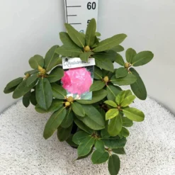 Rhododendron (Rhododendron 'Germania') -Tuin Puur Verkoop rho. germania c10 50 cm