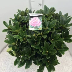 Rhododendron (Rhododendron 'Gomer Waterer') 16 Rhododendron (Rhododendron 'Gomer Waterer') -Tuin Puur Verkoop rho. gomer waterer c20