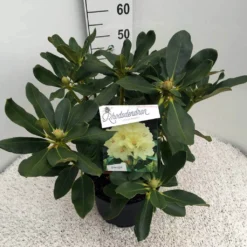 Rhododendron (Rhododendron 'Horizon Monarch') -Tuin Puur Verkoop rho. horizon monarch c10 50 cm