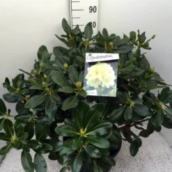 Rhododendron (Rhododendron 'Horizon Monarch') -Tuin Puur Verkoop rho. horizon monarch c20