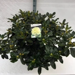 Rhododendron (Rhododendron 'Horizon Monarch') -Tuin Puur Verkoop rho. horizon monarch c40