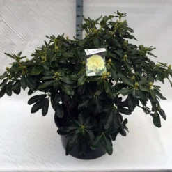 Rhododendron (Rhododendron 'Horizon Monarch') -Tuin Puur Verkoop rho. horizon monarch c80
