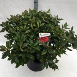 Rhododendron (Rhododendron 'Lord Roberts') 13 Rhododendron (Rhododendron 'Lord Roberts') -Tuin Puur Verkoop rho. lord roberts c40