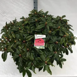 Rhododendron (Rhododendron 'Marie Forte') 19 Rhododendron (Rhododendron 'Marie Forte') -Tuin Puur Verkoop rho. marie forte c40