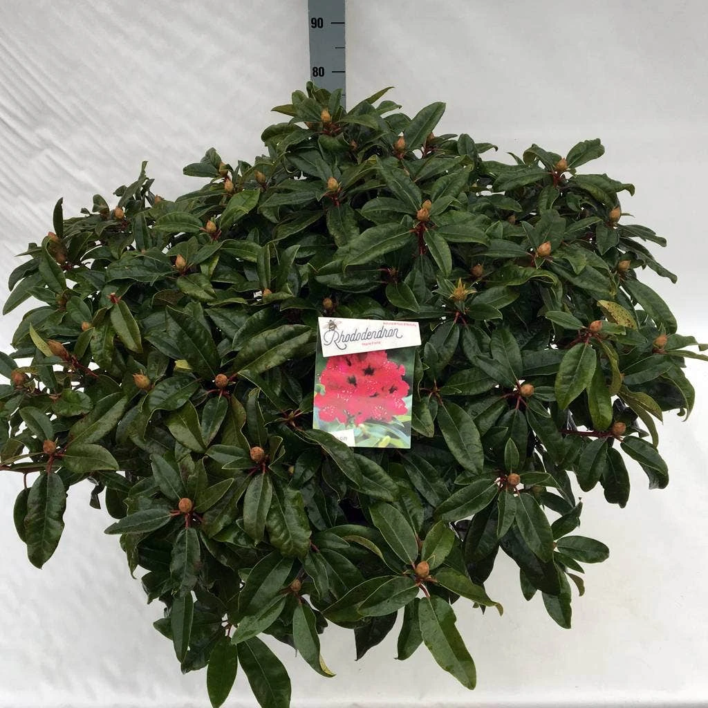 Rhododendron (Rhododendron 'Marie Forte') 8 Rhododendron (Rhododendron 'Marie Forte') - Afbeelding 7