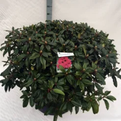 Rhododendron (Rhododendron 'Marie Forte') 22 Rhododendron (Rhododendron 'Marie Forte') -Tuin Puur Verkoop rho. marie forte c80