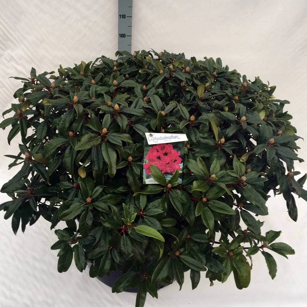 Rhododendron (Rhododendron 'Marie Forte') 11 Rhododendron (Rhododendron 'Marie Forte') - Afbeelding 10