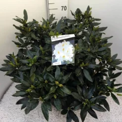 Rhododendron (Rhododendron 'Madame Masson') -Tuin Puur Verkoop rho. mme masson c20